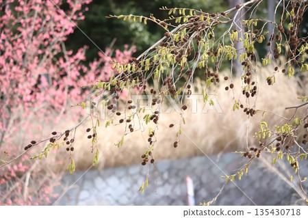 Alder and a hazy cherry tree in the background 135430718