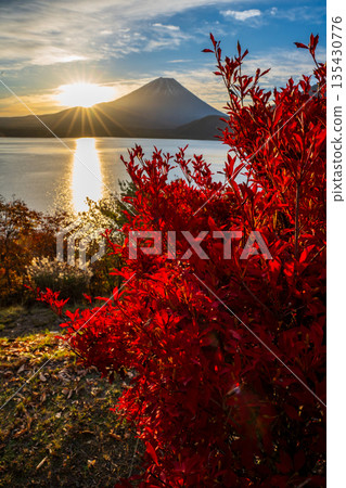 從本棲湖眺望吊鐘花和富士山 135430776