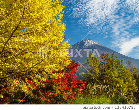 秋天的天空,富士山,銀杏樹和楓樹 秋天的天空,富士山,銀杏樹和楓樹 135430785