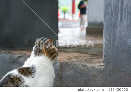 The back of a cat looking up at the steps 135430960