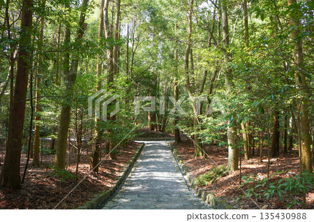 A well-maintained path through a forest of tall trees 135430988