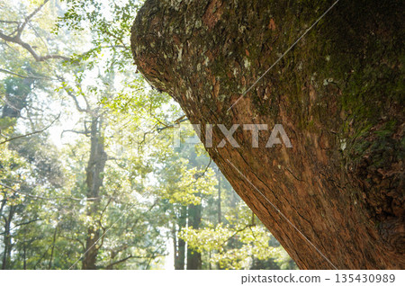 Looking up at the surface of a magnificent tree trunk growing in the forest Looking up at the surface of a magnificent tree trunk growing in the forest 135430989