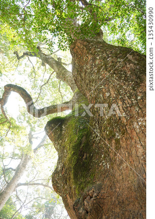 仰望森林中一棵雄偉樹幹的表面 135430990