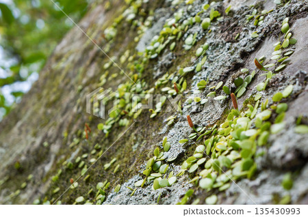 伊勢神宮內一塊岩石上生長著一株小植物。 135430993