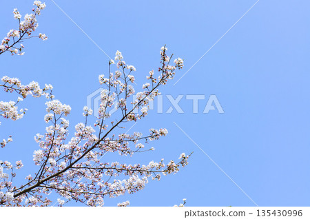 櫻花樹枝的尖端在藍天的背景下閃閃發光 135430996