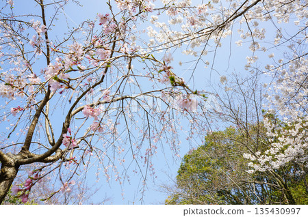 The tips of cherry tree branches shining against the blue sky The tips of cherry tree branches shining against the blue sky 135430997