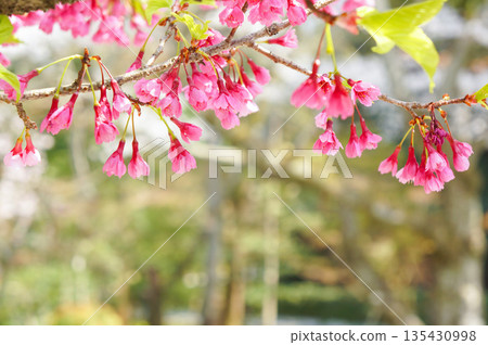 A landscape of a tree with red flowers blooming on the ends of its branches A landscape of a tree with red flowers blooming on the ends of its branches 135430998