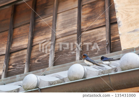 A cute swallow perched on the tile of a traditional Japanese house 135431000