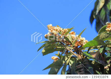 Loquat flower 135431074