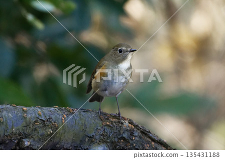 一隻雌性藍脅姬鶲棲息在樹枝上 135431188