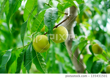 Unripe plums growing in early summer. Unripe plums and fresh leaves growing on a plum tree. Unripe plums growing in early summer. Unripe plums and fresh leaves growing on a plum tree. 135431501