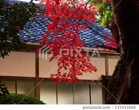 美麗的秋葉和寺廟景色 135431600