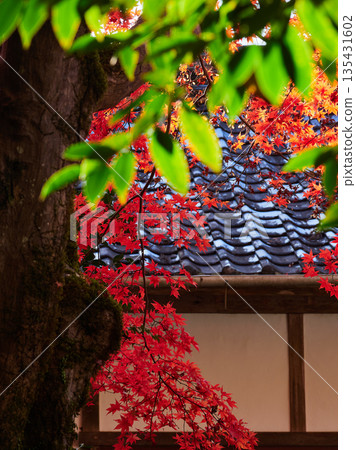美麗的秋葉和寺廟景色 135431602