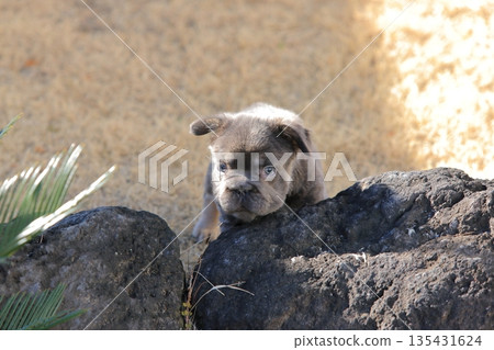 French bulldog puppy 135431624