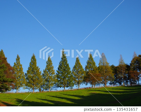 倉池公園兩旁水杉樹的景色 倉池公園兩旁水杉樹的景色 135431657