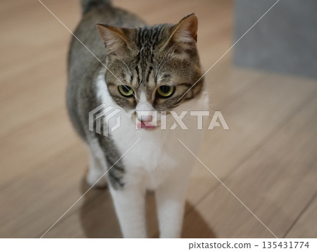 貓伸出舌頭 貓伸出舌頭 135431774