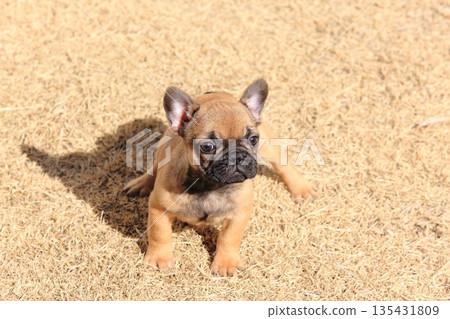 法國鬥牛犬小狗 135431809