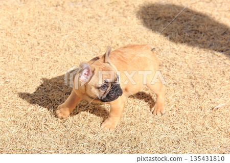 法國鬥牛犬小狗 法國鬥牛犬小狗 135431810