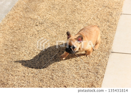 French bulldog puppy 135431814