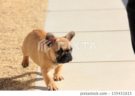 French bulldog puppy French bulldog puppy 135431815