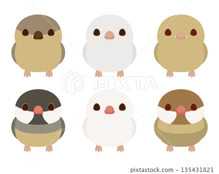 Java sparrow chicks and adults Java sparrow chicks and adults 135431821