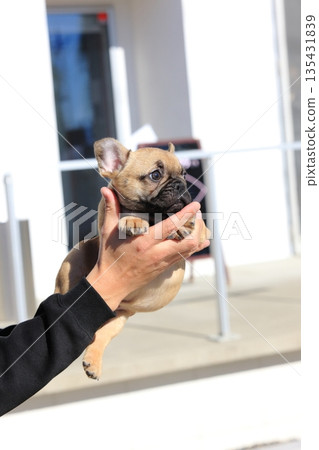 French bulldog puppy 135431839