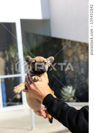 French bulldog puppy French bulldog puppy 135431842