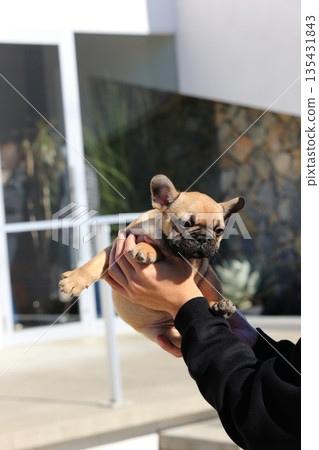 French bulldog puppy French bulldog puppy 135431843