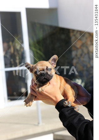 French bulldog puppy French bulldog puppy 135431844