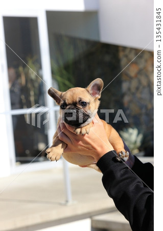 法國鬥牛犬小狗 法國鬥牛犬小狗 135431845