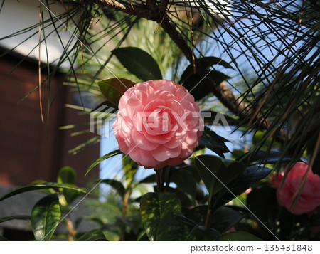Pink maiden camellias blooming in the sunlight and pine branches in spring in Shimonoseki Pink maiden camellias blooming in the sunlight and pine branches in spring in Shimonoseki 135431848