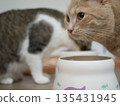 貓吃食物 135431945