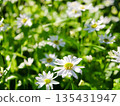 瑪格麗特花 135431947