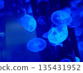 一個夢幻般的漂流水母 135431952