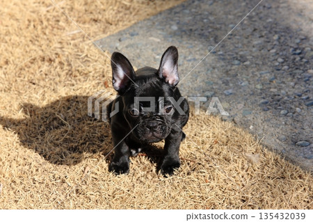 French bulldog 135432039
