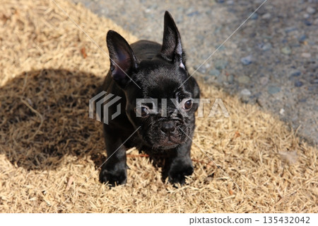 French bulldog 135432042