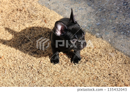 French bulldog 135432043