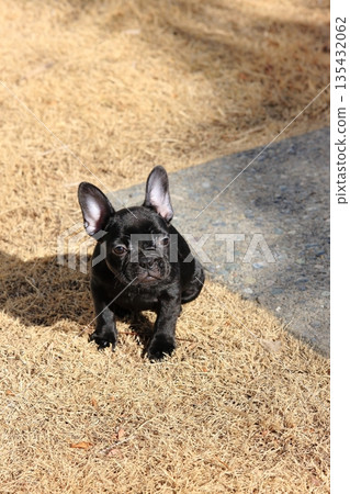 French bulldog French bulldog 135432062