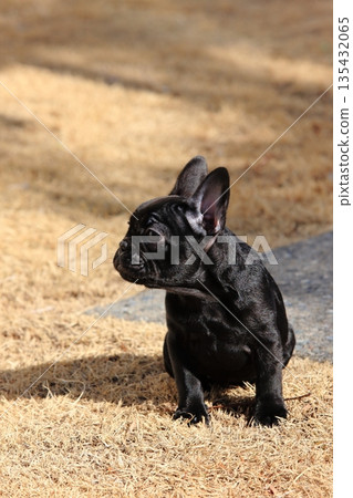 French bulldog French bulldog 135432065