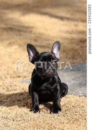 French bulldog French bulldog 135432083