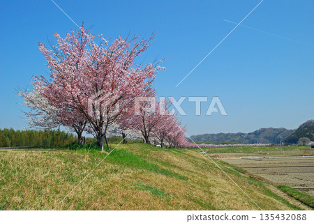 茨城縣九慈川畔的龍之口水上公園附近，櫻花樹成排盛開。 135432088