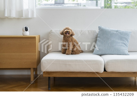 一隻玩具貴賓犬（5歲男孩）坐在房間裡的沙發上，房間裡有寵物攝影機。 135432209