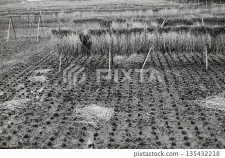 1980年左右的稻田景色 135432218