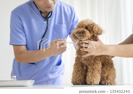 A 5-year-old toy poodle receiving a vaccination at a veterinary clinic A 5-year-old toy poodle receiving a vaccination at a veterinary clinic 135432243