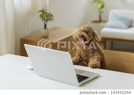A toy poodle looking at a laptop screen - Telework/working from home image 135432244