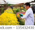 Agricultural scientist in white coat with green gloves writing notes in clipboard while inspecting blooming yellow chrysanthemums in flower field. Concept of floriculture, plant science, smart farming 135432430