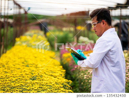 Agricultural scientist in white coat with green gloves writing notes in clipboard while inspecting blooming yellow chrysanthemums in flower field. Concept of floriculture, plant science, smart farming 135432430