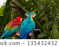 Colorful macaws perched on a wooden branch in tropical rainforest environment, featuring vibrant red, blue, yellow, and green feathers, symbolizing exotic wildlife, beauty of nature, and biodiversity 135432432