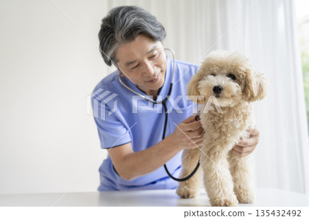 Bichon Poo puppy (10 months old, female) being examined by a veterinarian Bichon Poo puppy (10 months old, female) being examined by a veterinarian 135432492