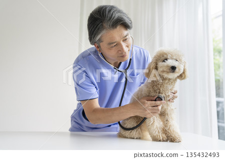 獸醫正在檢查一隻小型犬 135432493